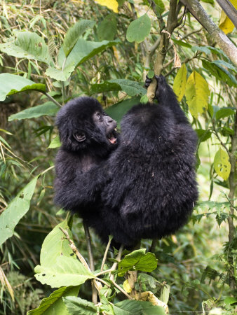 Mountain Gorilla, Baby Gorillas Playing, Volcanoes National Park, Rwanda by Ariadne Van Zandbergen Pricing Limited Edition Print image