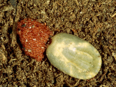 Sheep Tick, Female With Eggs, Portugal by Paulo De Oliveira Pricing Limited Edition Print image