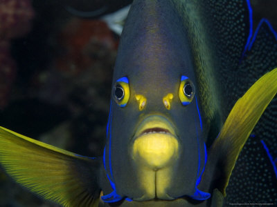 Semicircle Angelfish, Indonesia by David B. Fleetham Pricing Limited Edition Print image