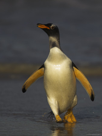 Gentoo Penguin Walking On Landing Beach by Andy Rouse Pricing Limited Edition Print image