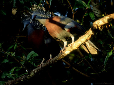 Victoria Crowned Pigeons, Pair, Papua New Guinea by Patricio Robles Gil Pricing Limited Edition Print image
