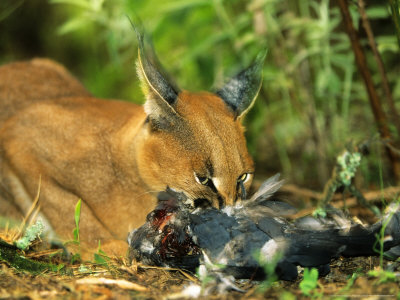 Caracal Feeding On Rock Pigeon (Columba Quinea), Giants Castle Game Reserve, South Africa by Roger De La Harpe Pricing Limited Edition Print image
