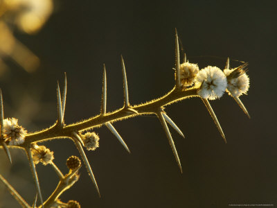 Water Acacia In Flower, Northern Tuli Game Reserve, Botswana by Roger De La Harpe Pricing Limited Edition Print image