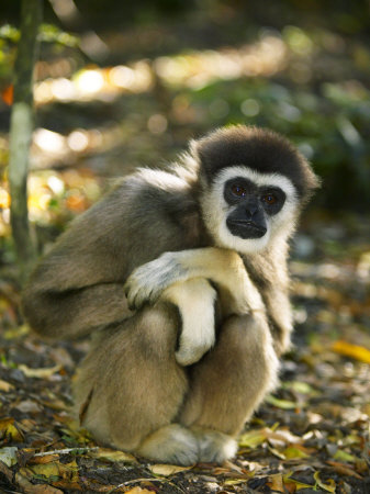 White-Handed Gibbon, Crouching, Monkeyland Primate Sanctuary, Garden Route, South Africa by Roger De La Harpe Pricing Limited Edition Print image