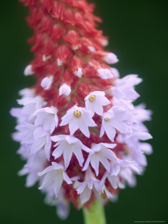 Primrose, Primula Viallii by Geoff Kidd Pricing Limited Edition Print image