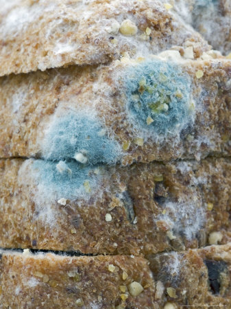 Blue Mould On Sliced Bread by Geoff Kidd Pricing Limited Edition Print image
