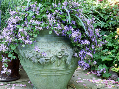 Campanula In Large Blue Green Pot On Patio Edged With Seashells by Linda Burgess Pricing Limited Edition Print image
