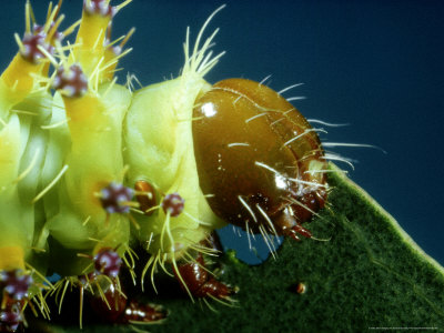 Emperor Gum Moth, Caterpillar Feeding, Australia by Oxford Scientific Pricing Limited Edition Print image