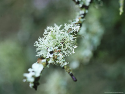Close-Up Of Lichen On A Branch by Fiona Mcleod Pricing Limited Edition Print image