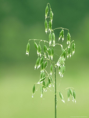 Wild Oat, Argaty, Scotland by Niall Benvie Pricing Limited Edition Print image