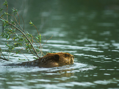 American Beaver, With Branch, Usa by David Boag Pricing Limited Edition Print image
