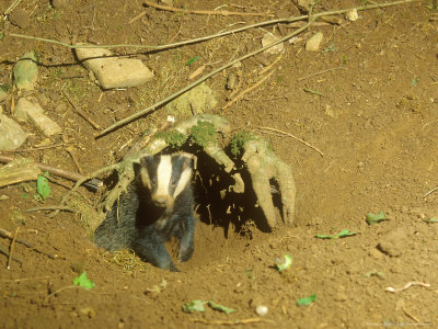 Badger, Emerging From Sett by David Boag Pricing Limited Edition Print image