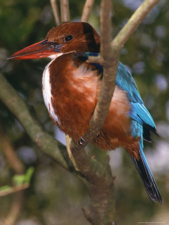 White-Breasted Kingfisher From Asia by Priscilla Connell Pricing Limited Edition Print image