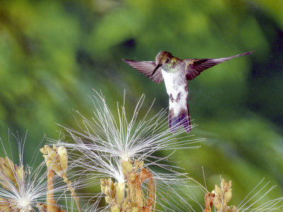 Mangrove Hummingbird Visiting Flowers Of An Inga Tree, Mangroves And Adjacent Forest, Costa Rica by Michael Fogden Pricing Limited Edition Print image