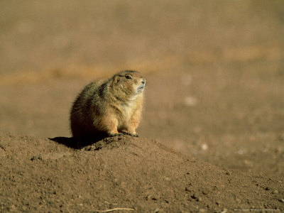 Black-Tailed Prairie Dog, Single, Mexico by Patricio Robles Gil Pricing Limited Edition Print image