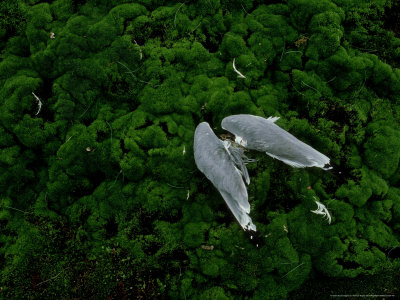 Kittiwake Gull, Wings, Arctic by Patricio Robles Gil Pricing Limited Edition Print image