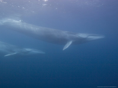 Fin Whales, Los Coronados Islands, Mexico, Pacific Ocean by Richard Herrmann Pricing Limited Edition Print image
