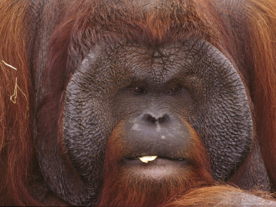 Orangutan, Male, Endangered Species, Native Borneo & Sumatra by Brian Kenney Pricing Limited Edition Print image