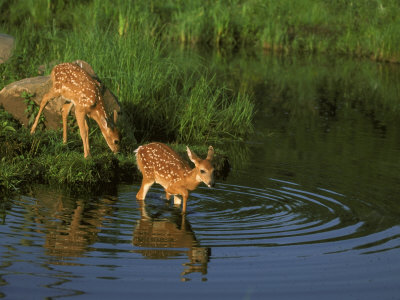 White-Tailed Deer At Edge Of Pond, Minnesota by Brian Kenney Pricing Limited Edition Print image