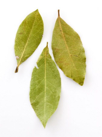 Bay Leaves, Laurus Nobilis by Geoff Kidd Pricing Limited Edition Print image