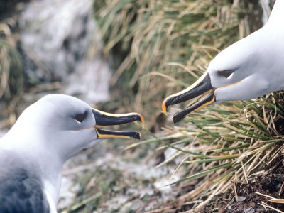 Grey Headed Albatross, Aggression, South Georgia by Ben Osborne Pricing Limited Edition Print image