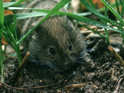 Short-Tailed Field Vole, Oxon, Uk by Oxford Scientific Pricing Limited Edition Print image