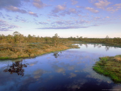 Estonian Bogs, Estonia by Niall Benvie Pricing Limited Edition Print image