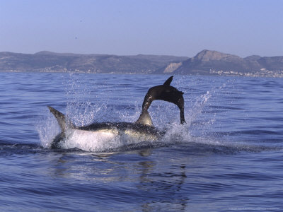 Great White Shark, Breaches On Cape Fur Seal At Seal Island, South Africa, Atlantic Ocean by Chris And Monique Fallows Pricing Limited Edition Print image