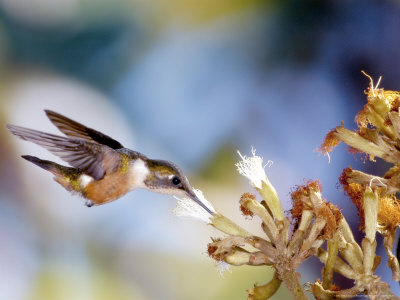 Magenta-Throated Woodstar Feeding At An Inga Tree, Monteverde Cloud Forest Preserve, Costa Rica by Michael Fogden Pricing Limited Edition Print image