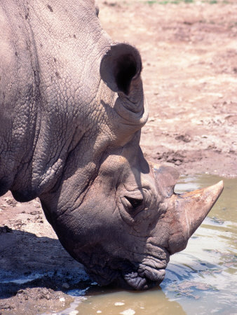 African Rhino, Rhinocerus Bicornis, Africa by Charles Cangialosi Pricing Limited Edition Print image