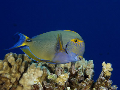 Eyestripe Surgeonfish, Hawaii by David B. Fleetham Pricing Limited Edition Print image