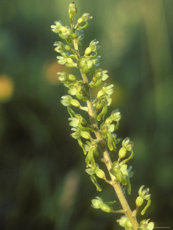 Common Twayblade, Close-Up by David Boag Pricing Limited Edition Print image