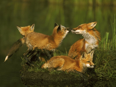 Red Foxvulpes Vulpes Fulvavixen With Kitsminnesota by Brian Kenney Pricing Limited Edition Print image