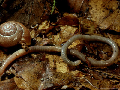 Earthworm, Eisenia Species And Snail On Woodland Floor by Oxford Scientific Pricing Limited Edition Print image