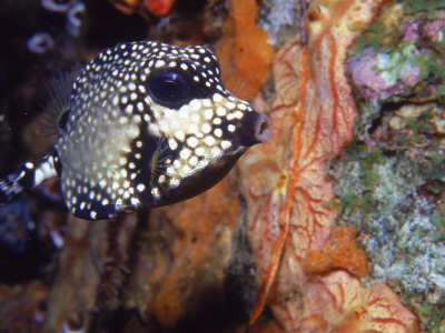 Smooth Trunkfish, Bonaire by David Mechlin Pricing Limited Edition Print image