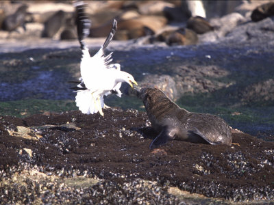 Black-Backed Gull And Cape Fur Seal Fight Over A Puffadder Shyshark, False Bay, South Africa by Chris And Monique Fallows Pricing Limited Edition Print image