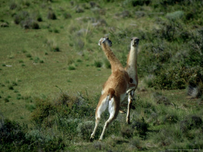 Guanaco, Fighting, Chile by Patricio Robles Gil Pricing Limited Edition Print image