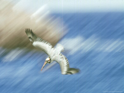 Brown Pelican In Flight, Mexico by Patricio Robles Gil Pricing Limited Edition Print image