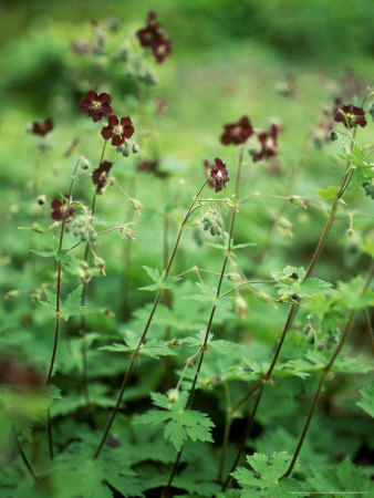 Geranium Phaeum (The Mourning Widow), Perennial, Small Deep Maroon Flowers With Green Leaves by Pernilla Bergdahl Pricing Limited Edition Print image