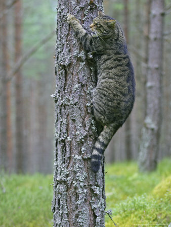 Scottish Wildcat, Male Climbing Tree, Scotland by Mark Hamblin Pricing Limited Edition Print image