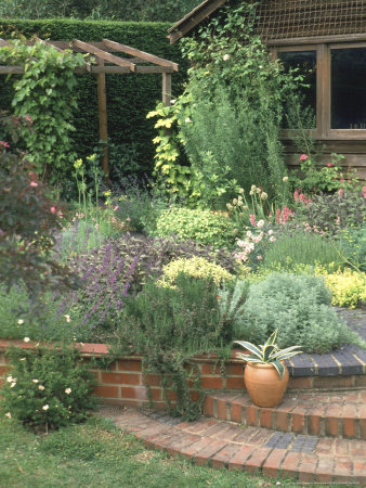 Herb Garden, Steps & Low Brick Wall, Brook Lodge Farm Cottage Allium, Rosemary, Sage, Nepeta by Brian Carter Pricing Limited Edition Print image