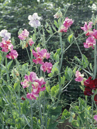 Lathyrus Cordon by Bob Challinor Pricing Limited Edition Print image