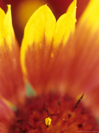 Gaillardia Grandiflora Goblin (Blanket Flower), Extreme Red Bicolour Flower With Coloured Tips by Hemant Jariwala Pricing Limited Edition Print image