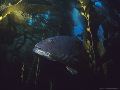 Giant Sea Bass In Kelp Forest, California, Usa by Richard Herrmann Pricing Limited Edition Print image