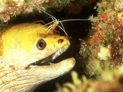 Yellowhead Moray Eel, Hawaii by David B. Fleetham Pricing Limited Edition Print image