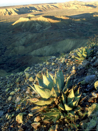 Desert Vizcaino Biosphere Reserve, Mexico by Patricio Robles Gil Pricing Limited Edition Print image