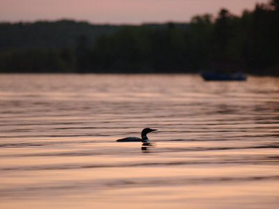 Pelican Fishing, Lake Of The Woods by Keith Levit Pricing Limited Edition Print image