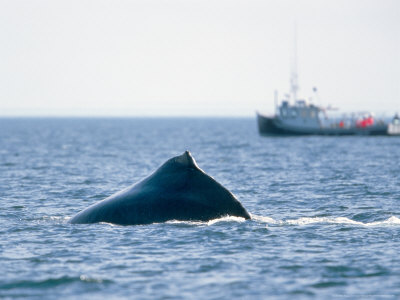 Humpback Whale And Whalewatch Boat, Nova Scotia, Canada by Gustav Verderber Pricing Limited Edition Print image