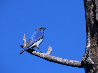 Mountain Bluebird On Branch, Siala Currucoides, Co by Robert Franz Pricing Limited Edition Print image