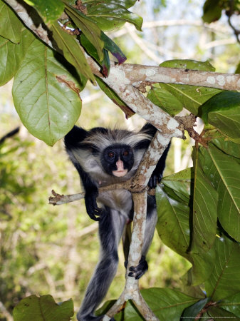 Kirks Red Colobus Monkey In Tree, Zanzibar by Ariadne Van Zandbergen Pricing Limited Edition Print image